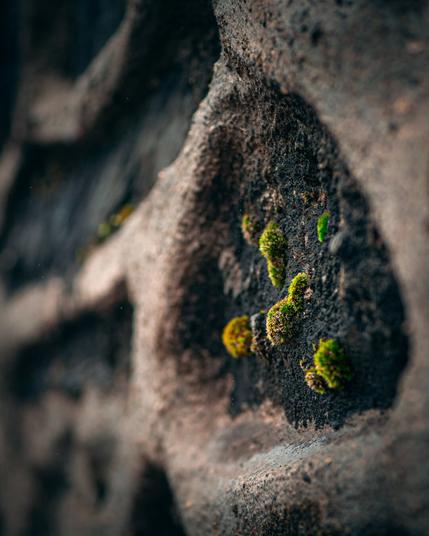 A macro shot of tiny vibrant green moss tufts growing inside the dark, shallow recess of heavily textured stone wall. The foreground and surrounding stone are softly blurred.