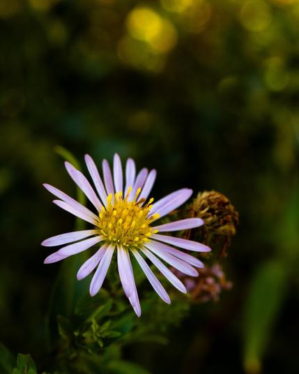 A delicate lavender-colored aster flower with thin, petals and a textured, bright yellow centre. A withered, brown flower head sits slightly behind it on the stem against a deep, out-of-focus foliage background.