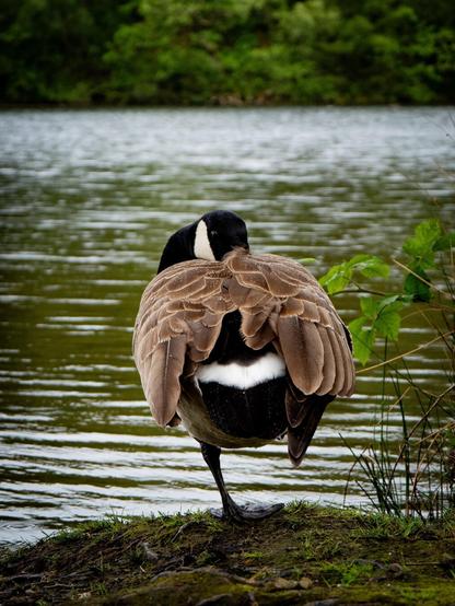 Back view of a Canada goose balancing on one black leg by a lake. Its neck is turned back and it is tucking its black and white head into its fluffed up brown and white back feathers.