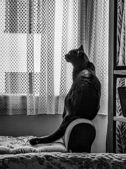 A high-contrast, monochrome photo of a black cat perched on the arm of cushioned bench in front of a bright window. It is sitting up at attention with its back to the camera, its tail draped onto the seat, and it is looking to the left in profile. The window is covered by net curtains with columns of small polka dots that form a grid-like pattern.