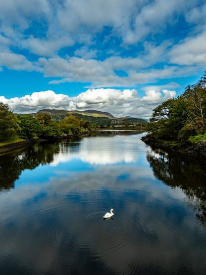 A single white swan sits on a calm lake. The smooth surface of the water perfectly reflects the bright blue sky and white clouds above. Lush green trees line the banks of the lake and the mountains of Eryri (Snowdonia) can be seen in the distance.
