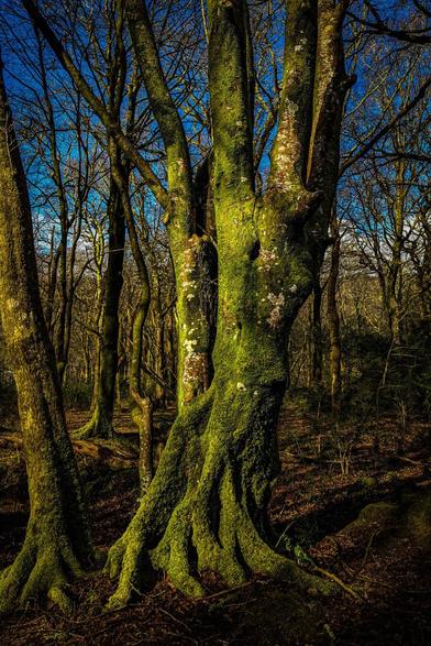 A majestic, gnarled ancient tree completely covered in vibrant green moss stands in a forest. Sunlight shines in patches across the textured trunk. In the background, bare trees stand under a blue sky.