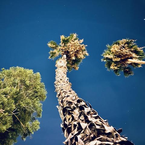 A color photograph in a square aspect ratio. Facing up viewing three tall palm trees from the ground at night. Nearby streetlights are illuminating the trees, and a few scattered stars are visible in the sky.