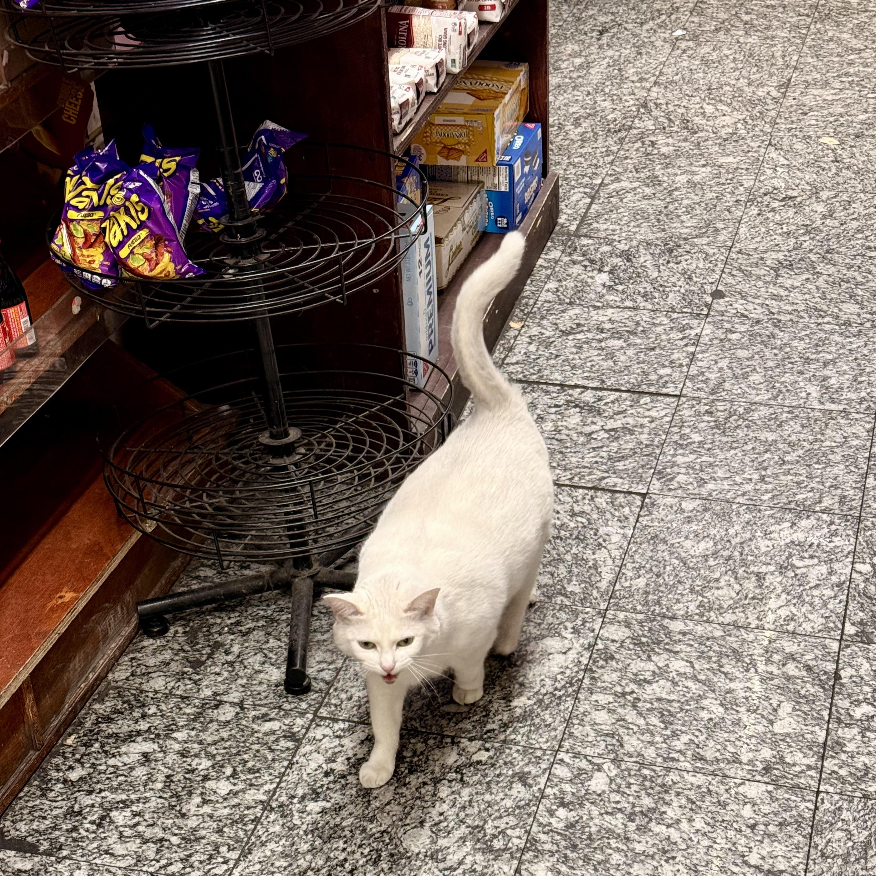 A color photograph in square aspect ratio. Taken inside of a bodega on the lower east side of Manhattan. A white haired cat is facing towards the camera and hissing standing in front of a product display with bags of Takis brand chips sitting on on it. Behind the cat is another shelf with snacks cakes on it. The floor is a grey colored linoleum tile.