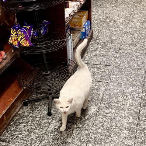 A color photograph in square aspect ratio. Taken inside of a bodega on the lower east side of Manhattan. A white haired cat is facing towards the camera and hissing standing in front of a product display with bags of Takis brand chips sitting on on it. Behind the cat is another shelf with snacks cakes on it. The floor is a grey colored linoleum tile.
