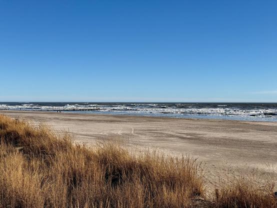 A color photograph taken midafternoon along the boardwalk in Atlantic City, New Jersey. The beach and ocean are the focal point of the image on a clear, sunny day. The sky is a brilliant blue color and the only clouds in the sky are small wisps barely visible on the horizon. In the foreground, a large patch of light brown beach grass fills and extends across the bottom of the frame. The middle ground is a wide, sandy beach that is light tan in color with tire tracks from an ATV and footprints visible. The ocean has rolling waves coming in from right to left. The water appears dark and waves are choppy from wind. In the distance on the left side, barely visible are two adults and a child who are standing next to the water.