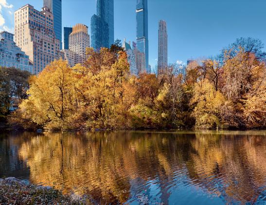 A color photograph taken near ‘The Pond’ in the southeastern corner of Central Park on a late October afternoon. The focal point of the image is the vibrant yellow, orange, red and brown foliage of the park's trees. The water's surface acts as a mirror, creating a shimmering reflection of the colorful leaves of the trees that line the bank. The water is a deep blue, with ripples distorting the reflection and adding a sense of movement. Fallen leaves have been blown by the wind to form a clump seen along the water's edge. The trunks and branches of the trees are dark and gnarled, providing a skeletal structure against the golden hues of color. In the background, the skyline of midtown Manhattan rises above the trees, with several distinct modern skyscrapers and residential buildings visible. The taller glass buildings reflect the clear, bright blue sky.