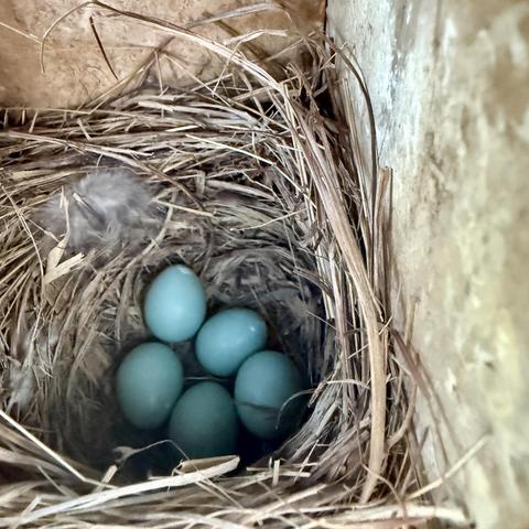 A color photograph of five light blue colored flowers eggs in a bird nest, laid by an American Blue Jay. 