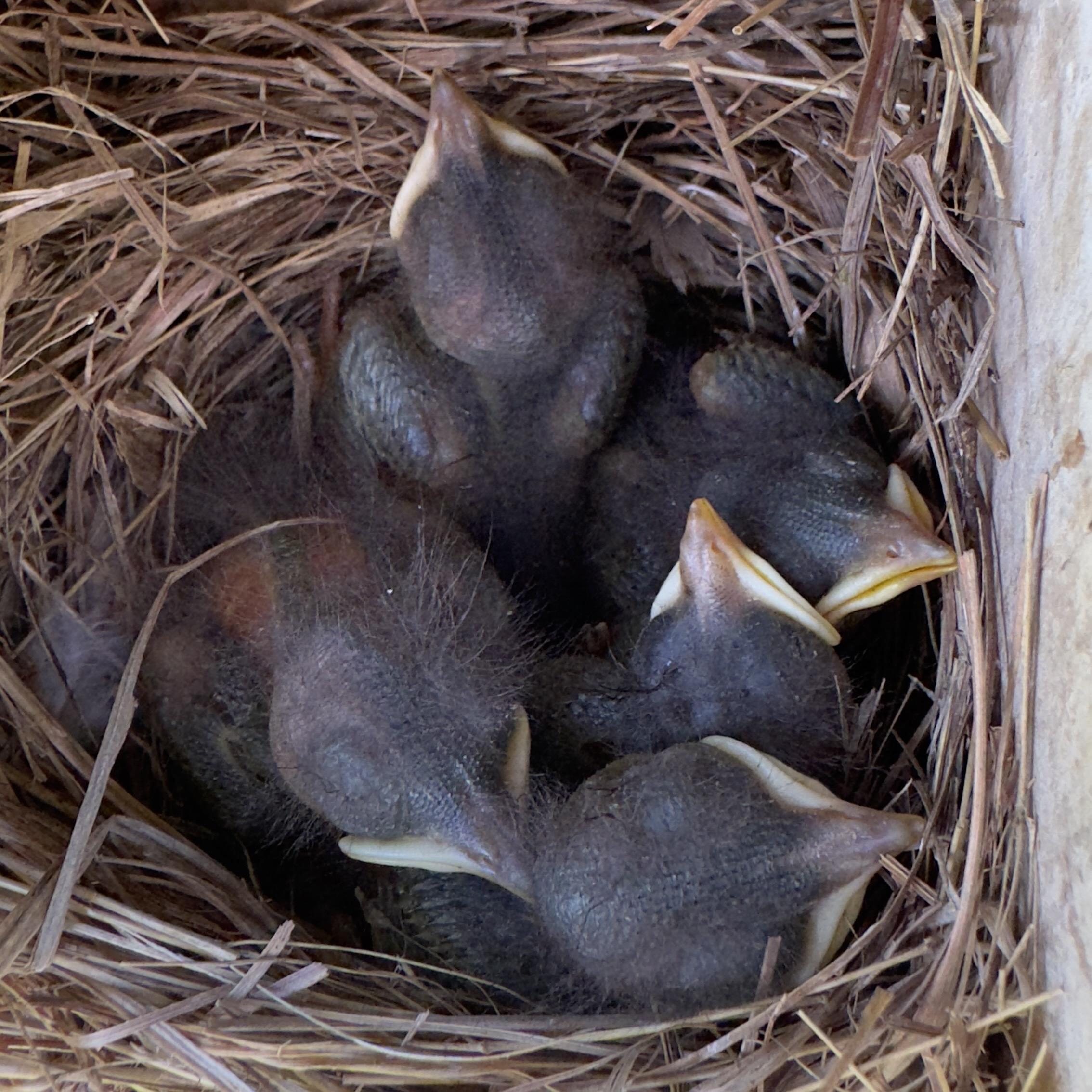 A color photograph of five newly born American Blue Jay birds nestled together in the same nest as the first photo. They are a dark grey color and their beaks are closed in the image.