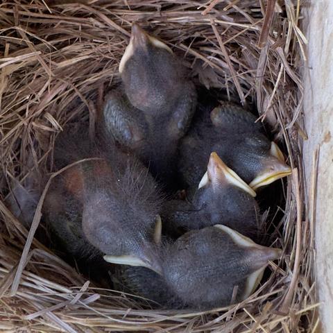 A color photograph of five newly born American Blue Jay birds nestled together in the same nest as the first photo. They are a dark grey color and their beaks are closed in the image.