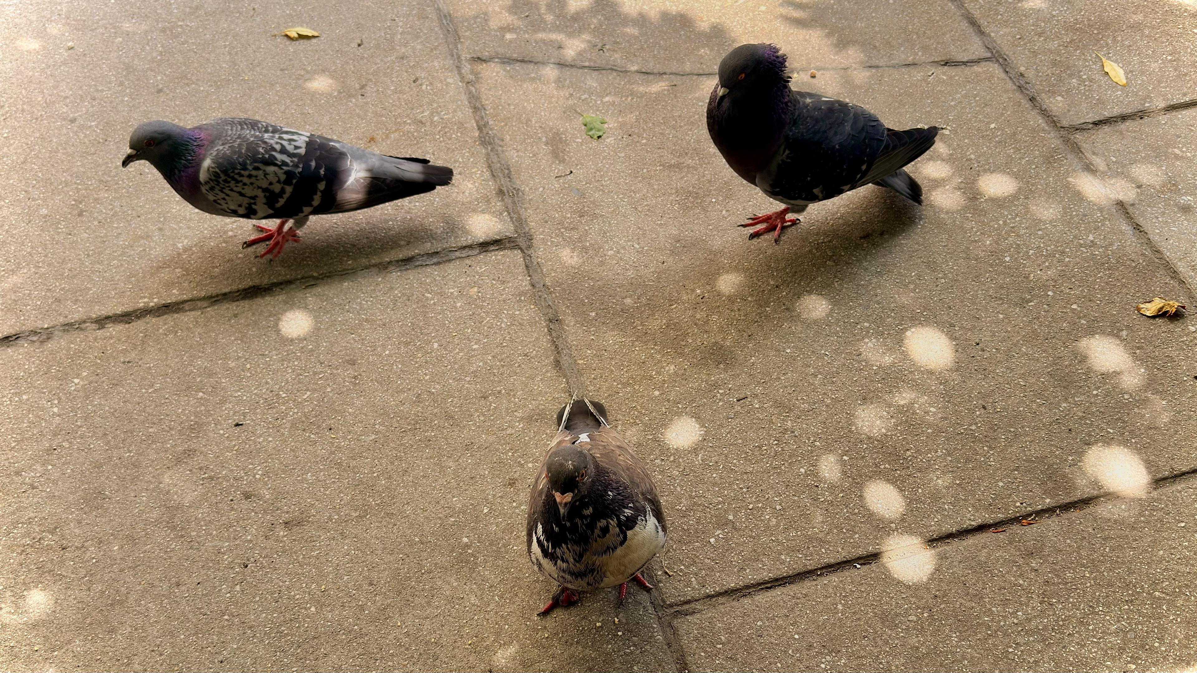 A color photograph of three pigeons standing on a concrete sidewalk along Wall Street in Manhattan. The one in the foreground is facing the camera, while the two in the background are facing away. One of the pigeons in the background has darker plumage, almost black, while the other two are typical gray and black. Sunlight is filtering through a tree and onto the sidewalk.