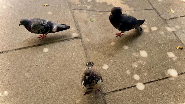 A color photograph of three pigeons standing on a concrete sidewalk along Wall Street in Manhattan. The one in the foreground is facing the camera, while the two in the background are facing away. One of the pigeons in the background has darker plumage, almost black, while the other two are typical gray and black. Sunlight is filtering through a tree and onto the sidewalk.