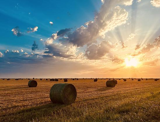 A color photograph, a wide-angle landscape shot captures a late July wheat field full of hay bales at sunrise. The low sun on the right side of the frame casts brilliant rays of light through scattered clouds. The sky is a gradient of deep blue on the left, blending into fiery orange and yellow near the sun. The field is filled with dozens of large, cylindrical hay bales, some in the foreground and others dotting the distant horizon. The harvested field is a rich, golden color.