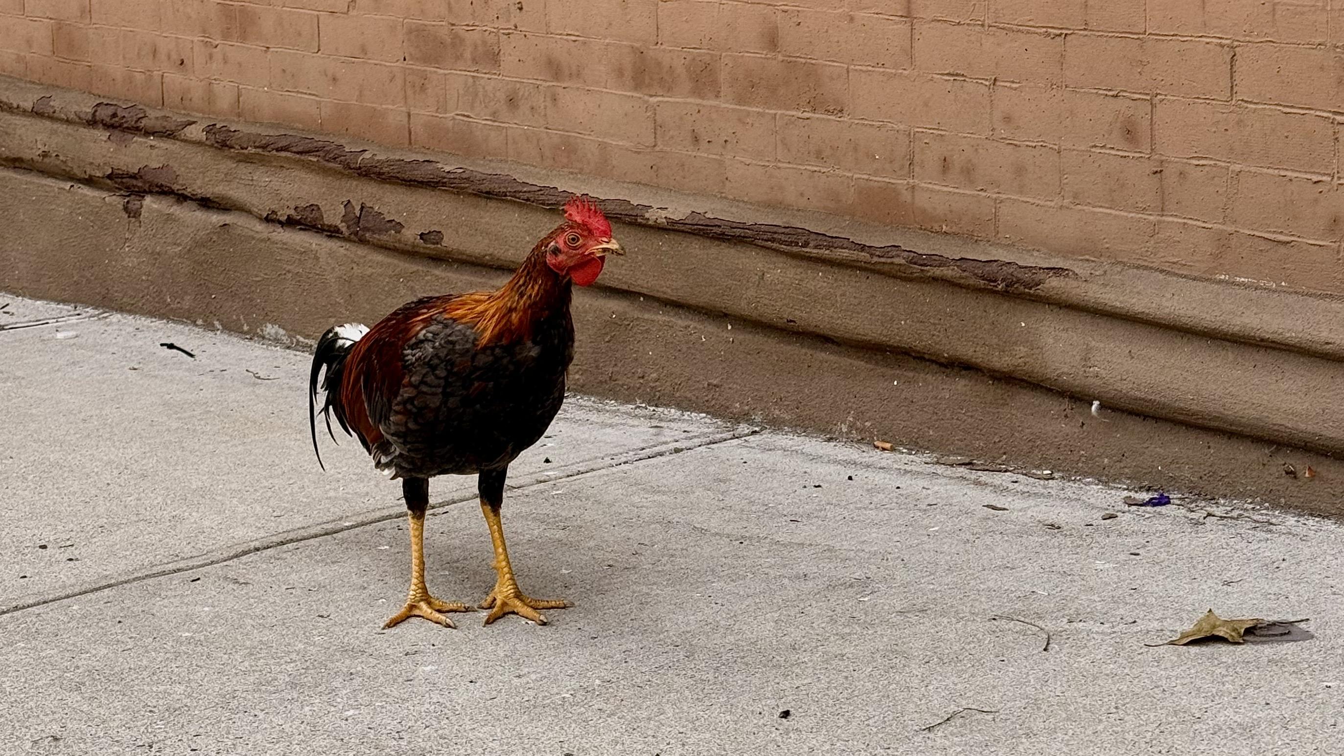 A color photograph of a small, lean rooster with a mix of dark, black/brown feathers and reddish-brown/gold feathers standing alone on a concrete sidewalk next to a building in Manhattan on an overcast day. The rooster is facing slightly to the right, looking forward. It has long, slender bright yellow legs and feet. Its comb and wattles are small and red. The bird's tail feathers are dark and simple, not long or elaborate. The background is a weathered brick wall painted a light brown color. The overall lighting is overcast or slightly dim. A few small pieces of debris and a single fallen, dried leaf are visible on the sidewalk in front of the rooster.