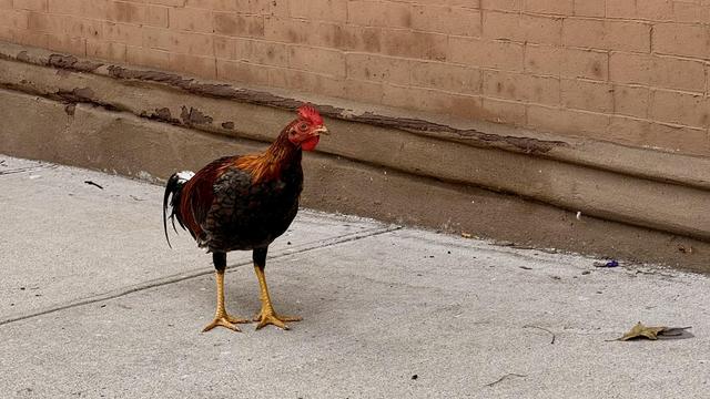 A color photograph of a small, lean rooster with a mix of dark, black/brown feathers and reddish-brown/gold feathers standing alone on a concrete sidewalk next to a building in Manhattan on an overcast day. The rooster is facing slightly to the right, looking forward. It has long, slender bright yellow legs and feet. Its comb and wattles are small and red. The bird's tail feathers are dark and simple, not long or elaborate. The background is a weathered brick wall painted a light brown color. The overall lighting is overcast or slightly dim. A few small pieces of debris and a single fallen, dried leaf are visible on the sidewalk in front of the rooster.