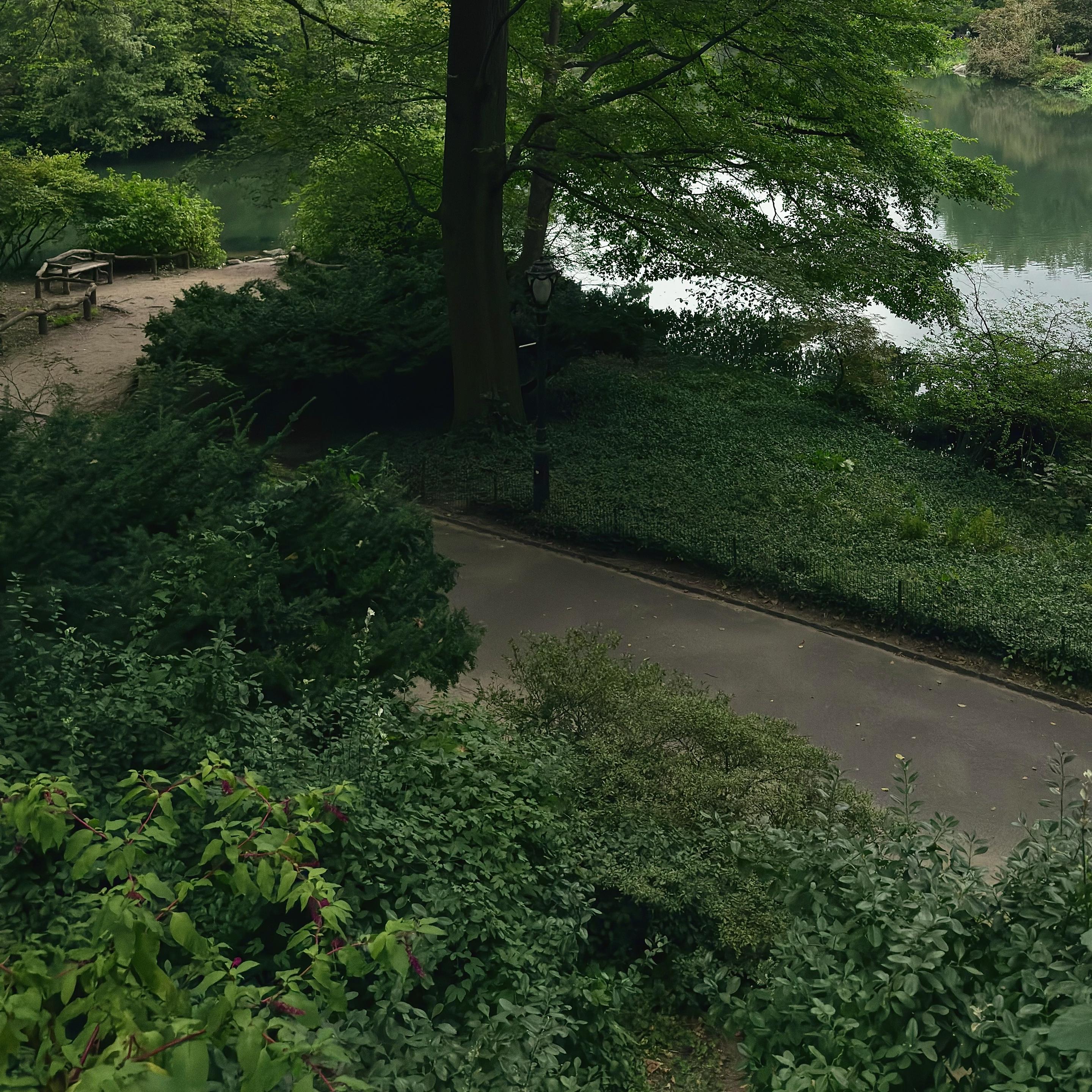 A color photograph in a square aspect ratio taken on an overcast afternoon along Central Park South. Cutting through the middle of the frame is a winding paved pathway through lush greenery, leading towards a calm body of water on the right. To the left of the path, a dense hillside is covered in a variety of green foliage, including tall bushes and smaller ground cover. A lamppost stands near the path's edge. On the far left, a dirt path diverges from the paved one, leading past a dark wooden bench and towards a cluster of trees. Further back, more trees line the edge of the pond, their reflections subtly visible on the water's surface. The entire scene is dominated by shades of green, conveying a sense of natural tranquility and a slightly damp, cool atmosphere typical of an overcast day.