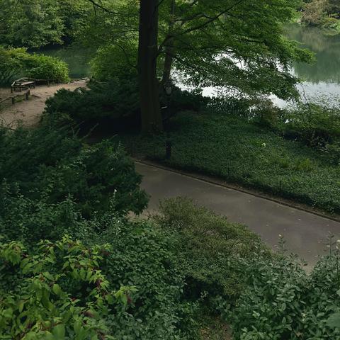 A color photograph in a square aspect ratio taken on an overcast afternoon along Central Park South. Cutting through the middle of the frame is a winding paved pathway through lush greenery, leading towards a calm body of water on the right. To the left of the path, a dense hillside is covered in a variety of green foliage, including tall bushes and smaller ground cover. A lamppost stands near the path's edge. On the far left, a dirt path diverges from the paved one, leading past a dark wooden bench and towards a cluster of trees. Further back, more trees line the edge of the pond, their reflections subtly visible on the water's surface. The entire scene is dominated by shades of green, conveying a sense of natural tranquility and a slightly damp, cool atmosphere typical of an overcast day.