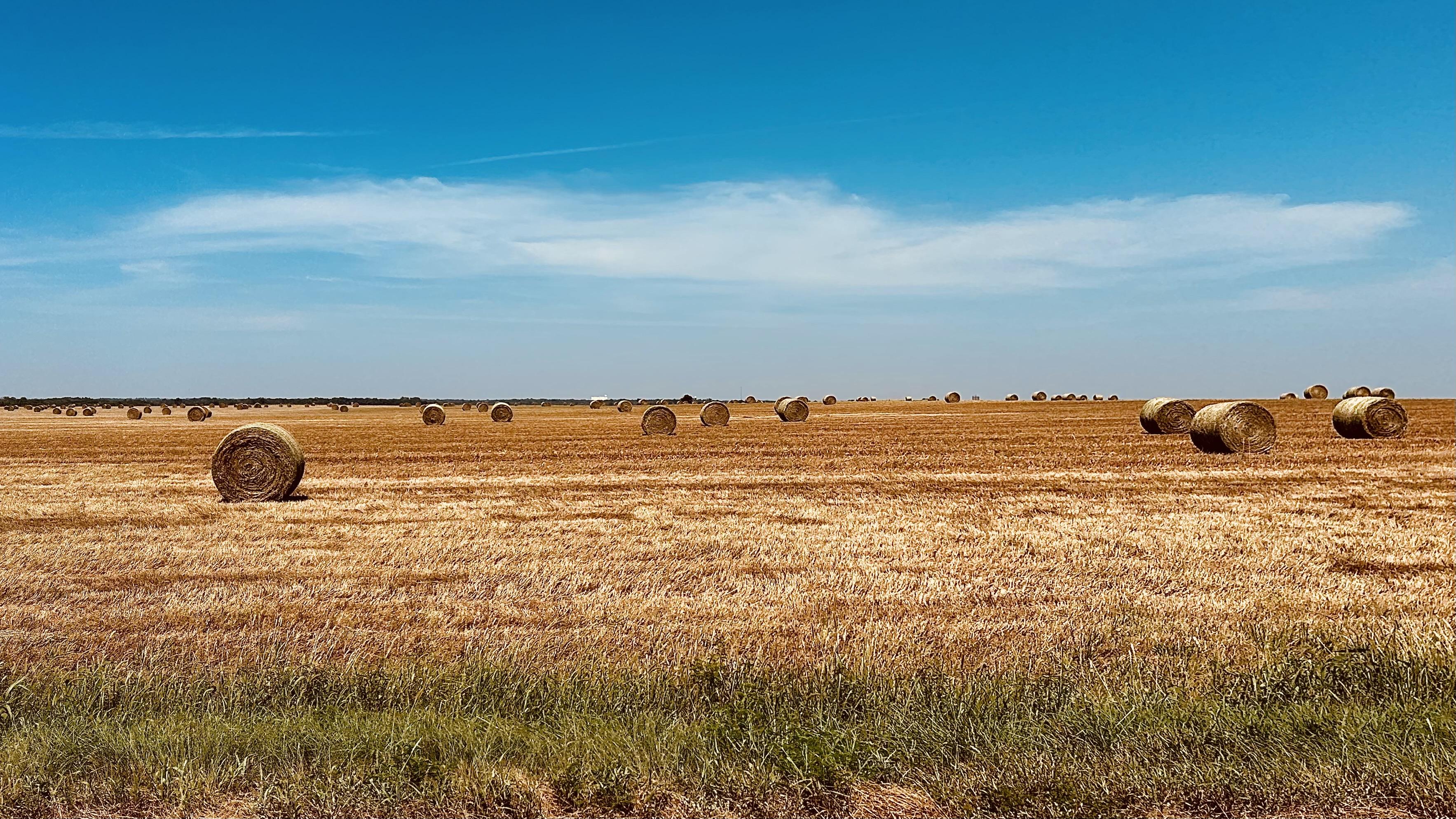 A color photograph, a wide landscape shot shows a vast, sun-drenched harvested Kansas wheat field stretching toward the horizon under a bright blue afternoon sky. The field is covered in golden-brown stubble. Dozens of large, cylindrical hay bales are scattered across the field, receding into the distance. The sky is a vivid, clear blue with a few wispy white clouds. In the very bottom foreground, a narrow band of darker green grass and weeds borders the field.