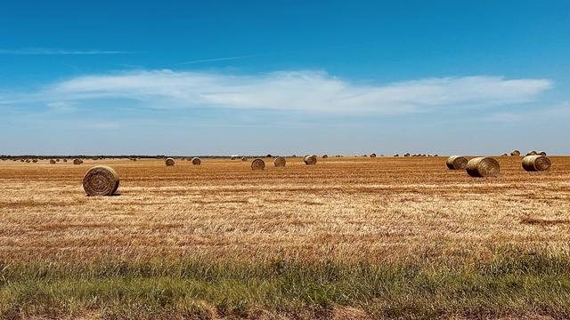 A color photograph, a wide landscape shot shows a vast, sun-drenched harvested Kansas wheat field stretching toward the horizon under a bright blue afternoon sky. The field is covered in golden-brown stubble. Dozens of large, cylindrical hay bales are scattered across the field, receding into the distance. The sky is a vivid, clear blue with a few wispy white clouds. In the very bottom foreground, a narrow band of darker green grass and weeds borders the field.
