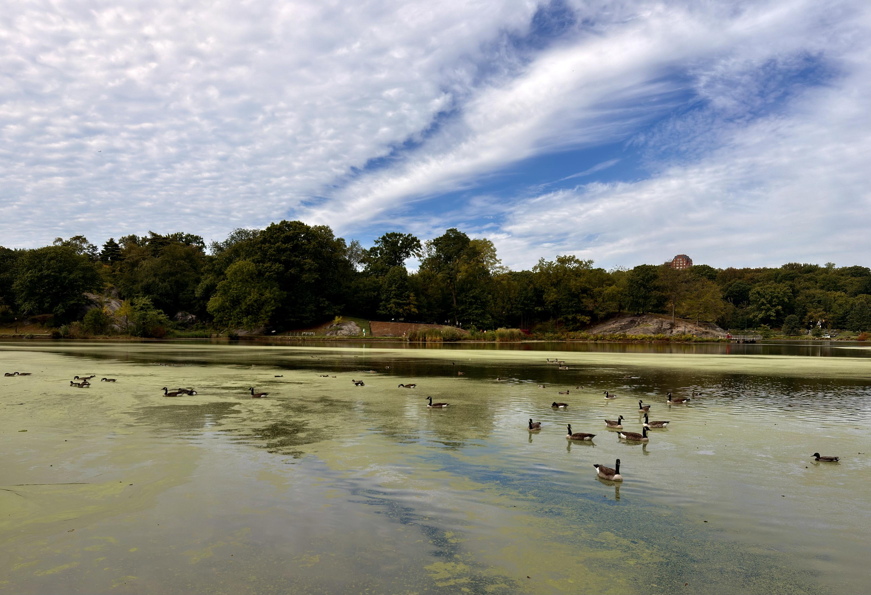 A color, landscape photograph of the Harlem Meer in Central Park, New York on a partly cloudy morning. The scene is dominated by the murky green water which fills the foreground and midground. Numerous Canada Geese are scattered across the water's surface, mostly in the lower right half of the image, floating and swimming. The water shows a thick, mossy algae layer, and the reflections of the sky and trees are muted by its color. The background features a dense line of lush, dark green trees and foliage running horizontally across the frame. The terrain slopes up behind the water to a small, rocky embankment interspersed with trees. On the far right, a small, lighter-colored building is visible on a distant hill above the tree line. The sky above is a mix of bright blue in the upper right, with sweeping, elongated streaks of white cirrus and darker cumulus clouds filling most of the upper frame.