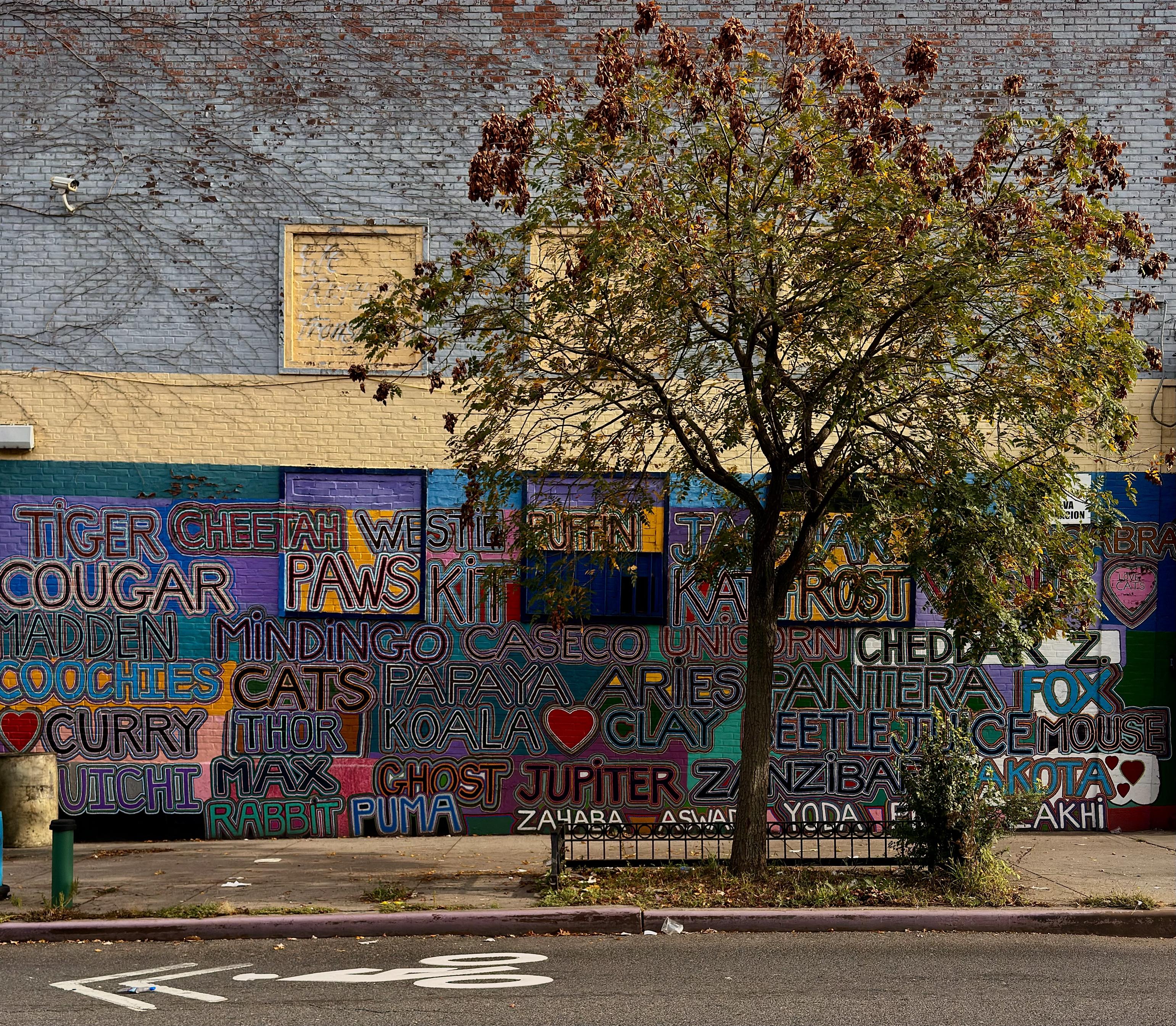 A color photograph in square aspect ratio. Taken at sunrise, the focal point of the image is a graffiti covered wall. The wall is painted a light blue, with yellow paint covering the center and windows. Many words are painted in a rainbow assortment of colors. Tiger, cheetah, cougar, paws, westie, cats, papaya, koala, curry, frost, etc. On the sidewalk in front of the building is a tree with green and brown leaves. Morning sunlight is casting shadows on the street.