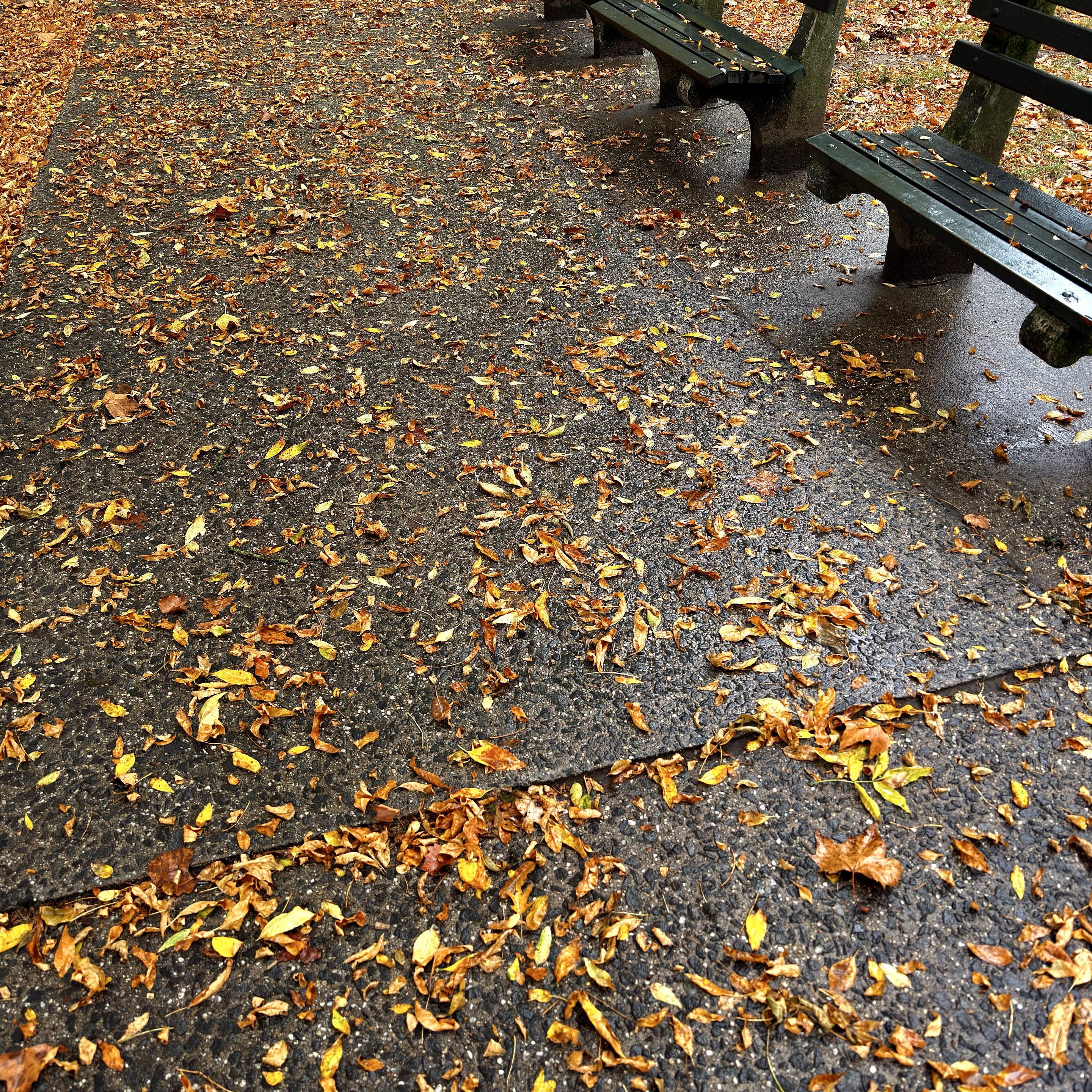 A color photograph in square aspect ratio taken on a rainy, overcast afternoon of a damp, dark asphalt path in a park, heavily scattered with golden and brown autumn leaves. Two dark green wooden park benches are visible on the right side, angled slightly away from the viewer. The path and leaves appear wet, creating a moody, textured scene that captures a perfect rainy October day in Manhattan.