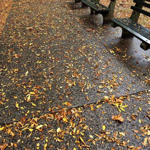 A color photograph in square aspect ratio taken on a rainy, overcast afternoon of a damp, dark asphalt path in a park, heavily scattered with golden and brown autumn leaves. Two dark green wooden park benches are visible on the right side, angled slightly away from the viewer. The path and leaves appear wet, creating a moody, textured scene that captures a perfect rainy October day in Manhattan.