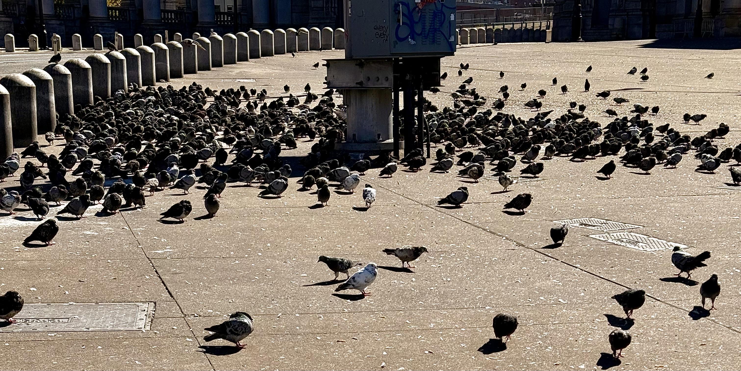 A color, wide-angle photograph of a large flock of pigeons gathered in a public plaza on a sunny morning. The birds are mostly dark grey or black, with a few lighter grey and white pigeons scattered throughout. The majority of the flock is concentrated in two dense groups near the center, separated by a tall utility box covered in faint graffiti. A dozen or so more are separate from the group and closer to the camera. The background features a long line of low, cylindrical stone bollards leading to the Manhattan bridge.