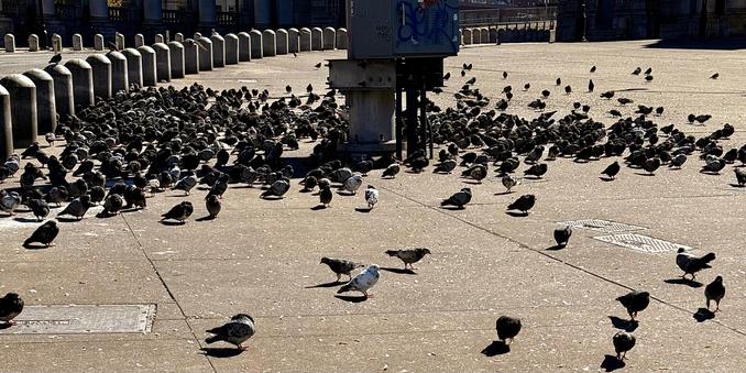 A color, wide-angle photograph of a large flock of pigeons gathered in a public plaza on a sunny morning. The birds are mostly dark grey or black, with a few lighter grey and white pigeons scattered throughout. The majority of the flock is concentrated in two dense groups near the center, separated by a tall utility box covered in faint graffiti. A dozen or so more are separate from the group and closer to the camera. The background features a long line of low, cylindrical stone bollards leading to the Manhattan bridge.