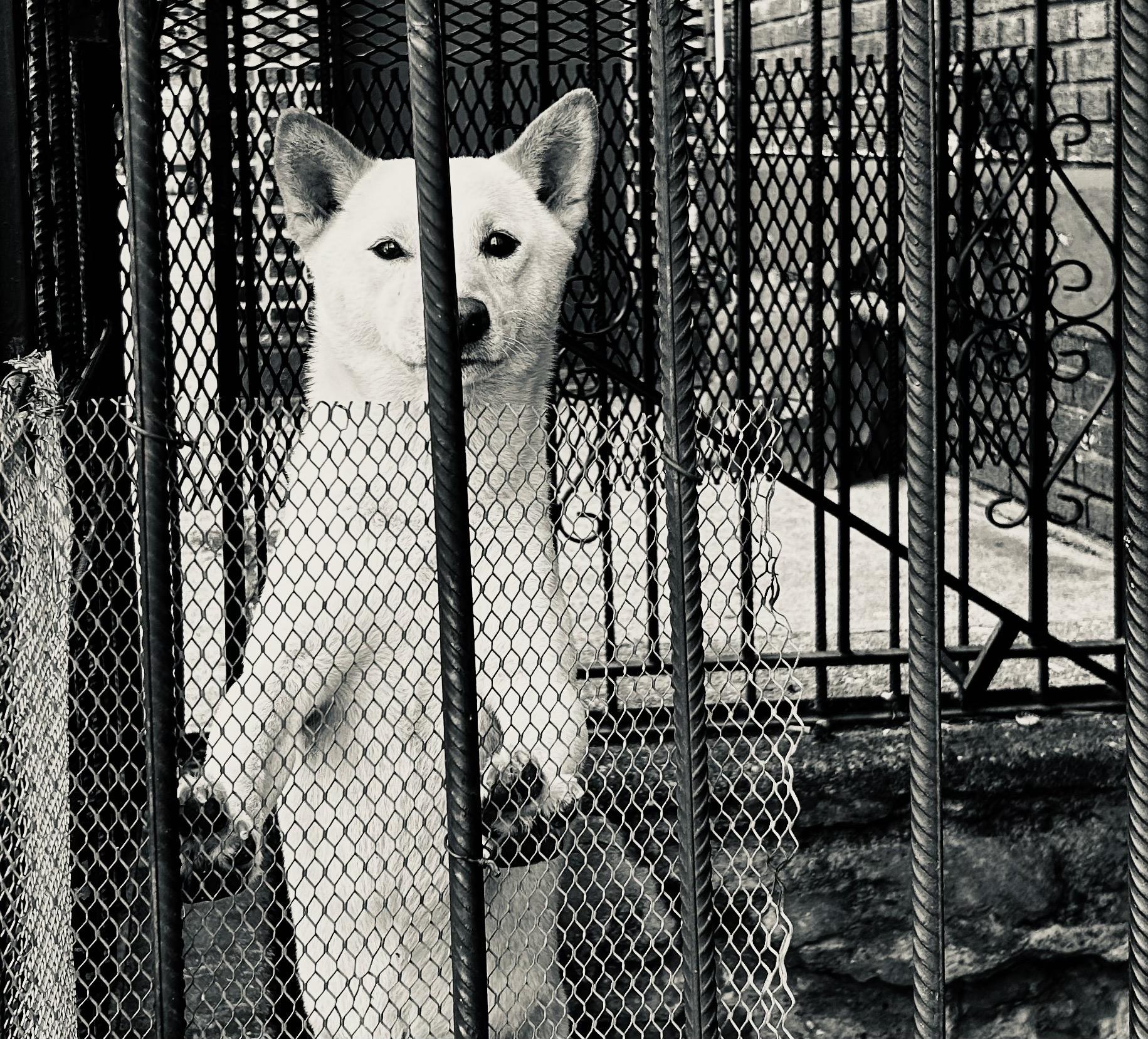A black and white photograph of a Korean Jindo dog, standing upright and looking directly at the camera. The dog is positioned behind a vertical metal gate which has both widely-spaced vertical bars and a diamond-pattern mesh section in the lower half that obscures the dog's chest and legs. The dog's face is mostly visible, with pricked, pointed ears and dark eyes. The lighting is strong, casting a bright sheen on its white fur. The dog's paws are visible just above the dense mesh. In the background, there are more intricate wrought iron fence sections, including one with curved scrollwork to the right.