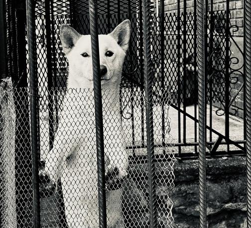 A black and white photograph of a Korean Jindo dog, standing upright and looking directly at the camera. The dog is positioned behind a vertical metal gate which has both widely-spaced vertical bars and a diamond-pattern mesh section in the lower half that obscures the dog's chest and legs. The dog's face is mostly visible, with pricked, pointed ears and dark eyes. The lighting is strong, casting a bright sheen on its white fur. The dog's paws are visible just above the dense mesh. In the background, there are more intricate wrought iron fence sections, including one with curved scrollwork to the right.