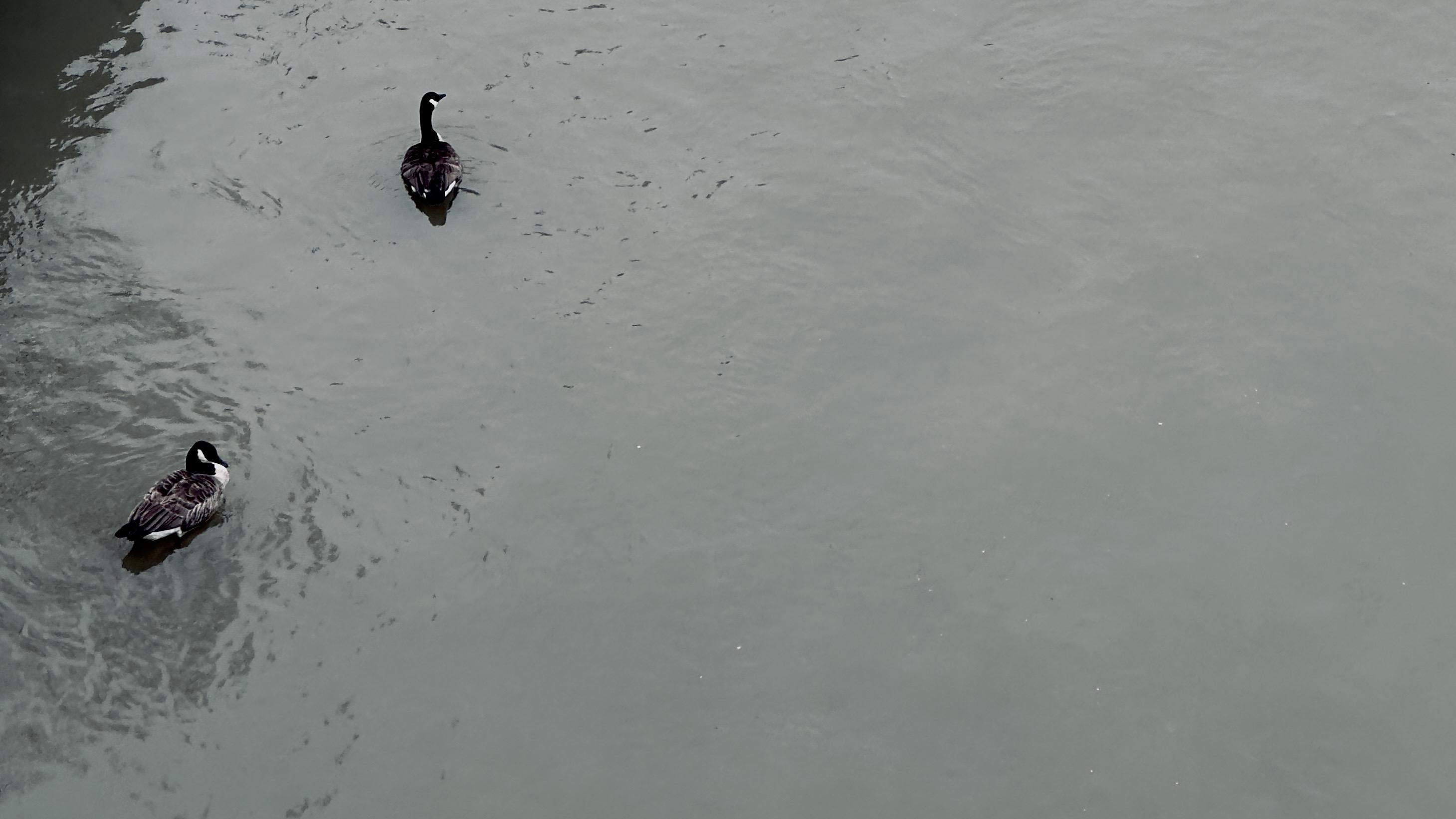 A color photograph in landscape orientation, captured from the University Heights Bridge, features two Canadian Geese swimming on the murky and gray Harlem River on an overcast afternoon. The overall color palette is muted, consisting mainly of grayscale tones. The geese, predominantly dark in color with distinct white cheek patches, are positioned in the upper left quadrant of the frame, moving towards the upper center. The rippled surface of the water takes up the majority of the image.