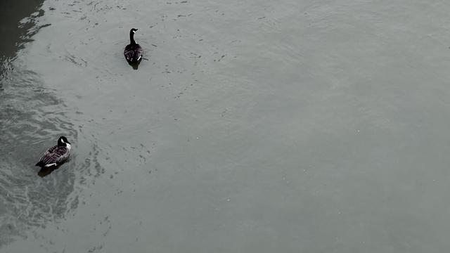 A color photograph in landscape orientation, captured from the University Heights Bridge, features two Canadian Geese swimming on the murky and gray Harlem River on an overcast afternoon. The overall color palette is muted, consisting mainly of grayscale tones. The geese, predominantly dark in color with distinct white cheek patches, are positioned in the upper left quadrant of the frame, moving towards the upper center. The rippled surface of the water takes up the majority of the image.