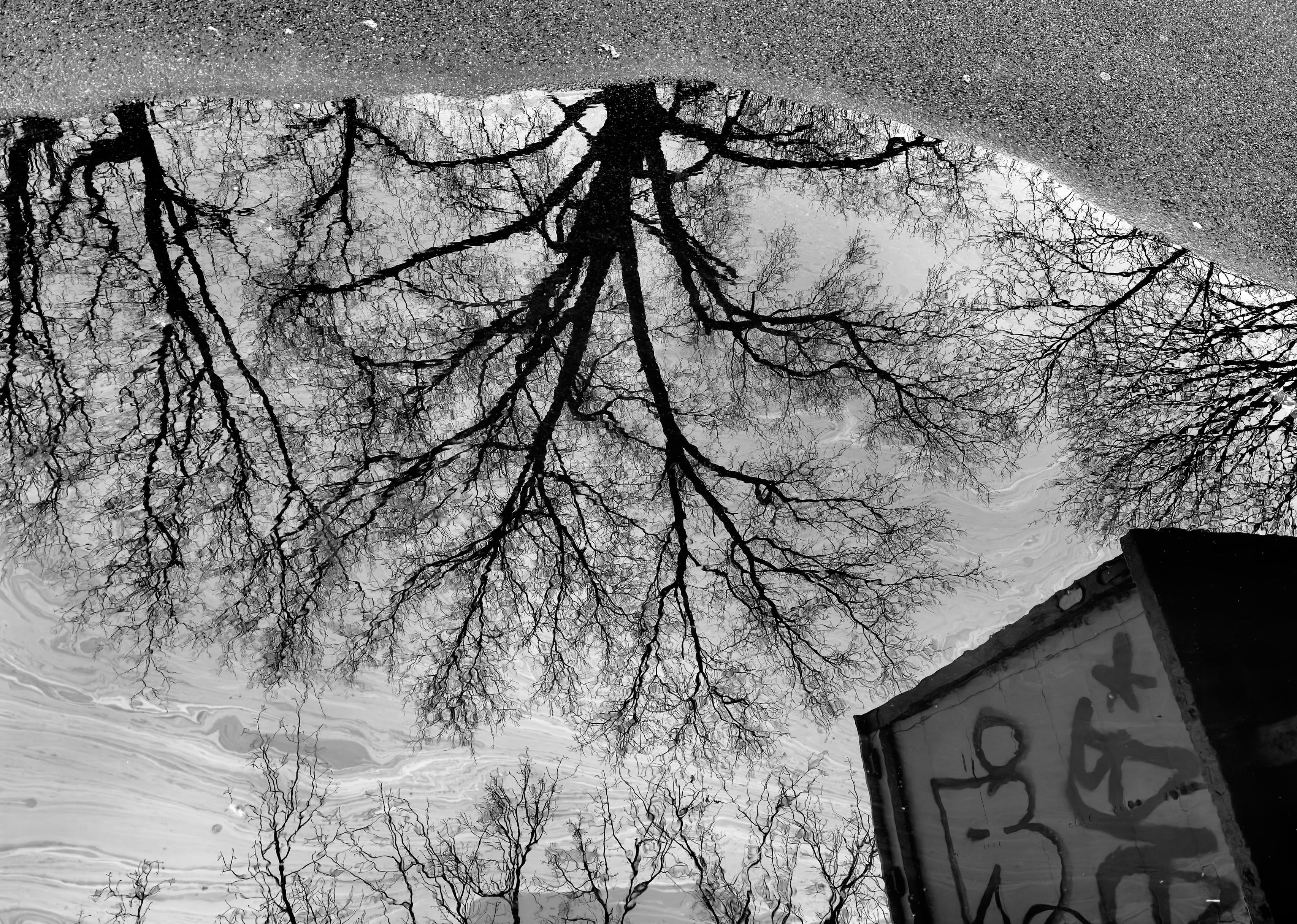 A noir photograph that captures the reflection of bare winter tree branches in a puddle on an asphalt street. The reflection takes up a majority of the frame, with just a small portion of dry asphalt at the top. The reflection is inverted making the silhouetted, dark branches appear to grow downwards into the bright, overcast morning sky. The water's surface shows slight ripples and swirling patterns near the bottom of the frame due to oil being present, blurring the reflection's background sky into a soft, textured gray and white. In the bottom right corner, a section of a graffiti-covered semi truck trailer structure breaks the reflection.