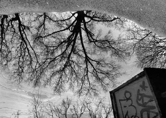 A noir photograph that captures the reflection of bare winter tree branches in a puddle on an asphalt street. The reflection takes up a majority of the frame, with just a small portion of dry asphalt at the top. The reflection is inverted making the silhouetted, dark branches appear to grow downwards into the bright, overcast morning sky. The water's surface shows slight ripples and swirling patterns near the bottom of the frame due to oil being present, blurring the reflection's background sky into a soft, textured gray and white. In the bottom right corner, a section of a graffiti-covered semi truck trailer structure breaks the reflection.