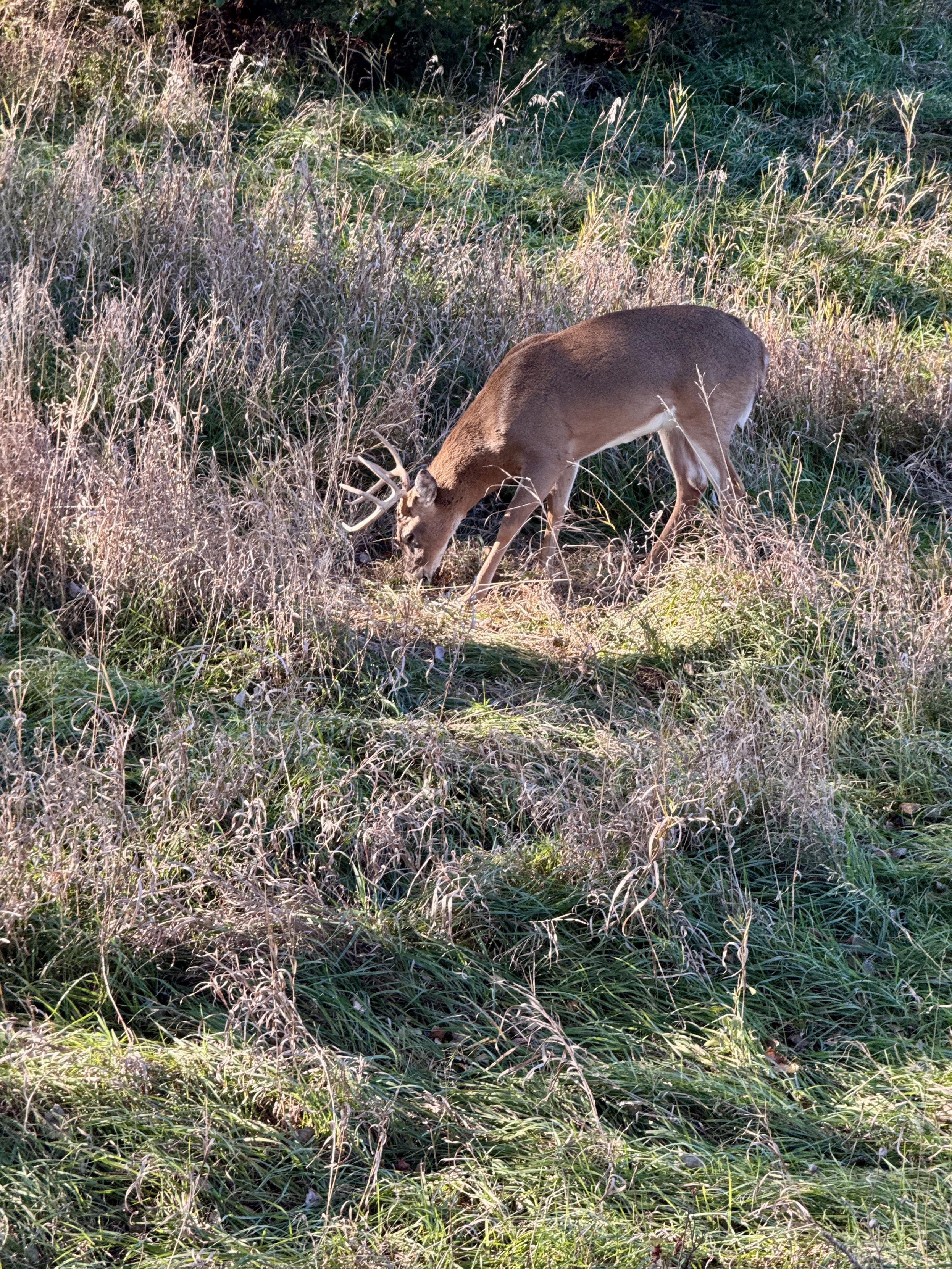 A color photograph taken in south central Kansas on a sunny morning captures a fairly small white-tailed buck deer grazing in a grassy, slightly sloped field that features a mix of green grass and dry grass and weeds. The buck is a medium brown color, with a lighter underside, and is facing toward the left of the frame. It has a large set of antlers , and its head is lowered to the ground as it feeds. The sunlight from the left casts a bright spot on the deer's back and creates shadows under it and also in the grass.