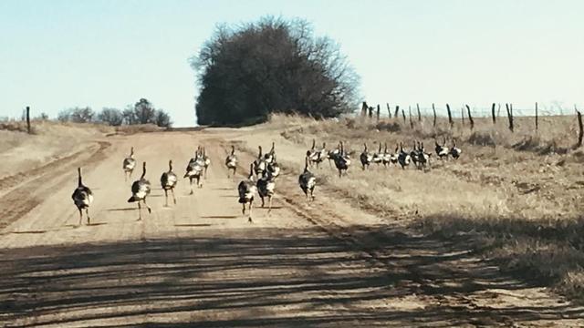 A color photograph in landscape orientation taken on a dirt road in western Kansas on a winter morning. The focal point of the image is 29 turkeys running away from the camera down the road. Half are on the road and half are in short brown grass on the right side of the frame. Winter trees and rolling plains define the horizon underneath a light blue sky.