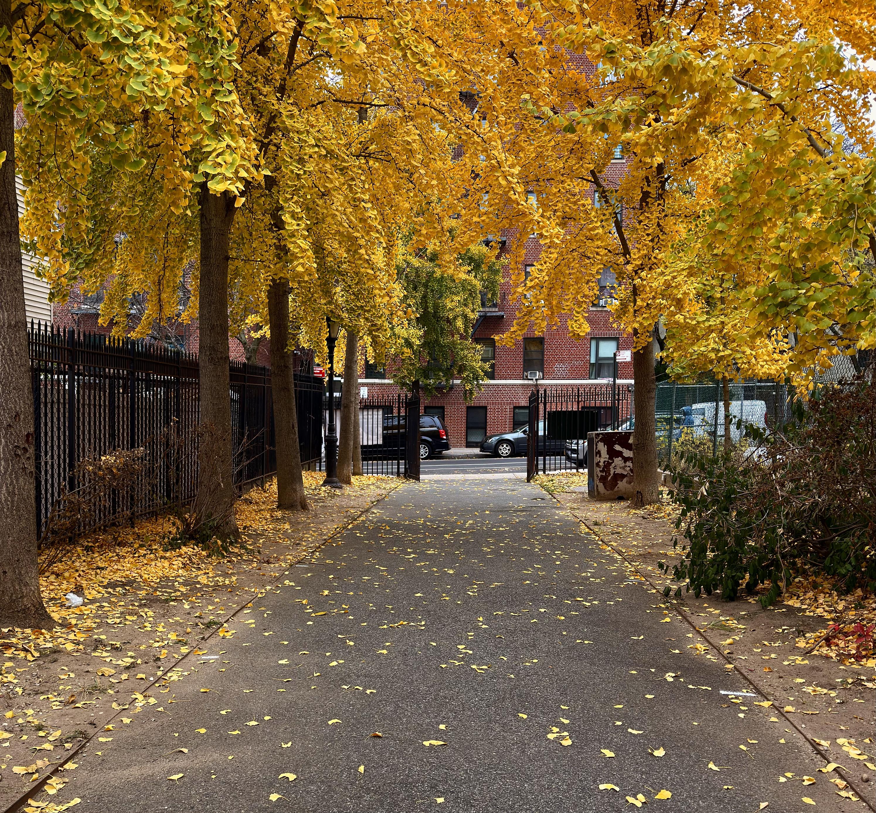 A color photograph in square aspect ratio of a tranquil, tree-lined asphalt walking path in a small neighborhood park during peak autumn foliage. The path stretches toward the center background, where it opens onto a street with parked cars and a brick apartment building. The most striking element is the vivid, buttery yellow-gold leaves of the trees that canopy the walkway, with a thick carpet of fallen leaves scattered across the asphalt and dirt shoulders. The perspective is centered on the path, drawing the viewer's eye forward through the tunnel-like opening of the trees. The path is flanked on the left by a tall, black metal fence, and on the right by a low, dense patch of green and reddish-brown shrubbery. The trees lining the path have rough, dark bark, providing a strong contrast to the yellow leaves. In the background, a few dark cars are parked on the street, as well as a multi-story building with rich red brick and dark framed windows. The lighting is diffused and bright on an overcast afternoon.