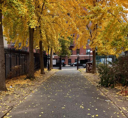 A color photograph in square aspect ratio of a tranquil, tree-lined asphalt walking path in a small neighborhood park during peak autumn foliage. The path stretches toward the center background, where it opens onto a street with parked cars and a brick apartment building. The most striking element is the vivid, buttery yellow-gold leaves of the trees that canopy the walkway, with a thick carpet of fallen leaves scattered across the asphalt and dirt shoulders. The perspective is centered on the path, drawing the viewer's eye forward through the tunnel-like opening of the trees. The path is flanked on the left by a tall, black metal fence, and on the right by a low, dense patch of green and reddish-brown shrubbery. The trees lining the path have rough, dark bark, providing a strong contrast to the yellow leaves. In the background, a few dark cars are parked on the street, as well as a multi-story building with rich red brick and dark framed windows. The lighting is diffused and bright on an overcast afternoon.