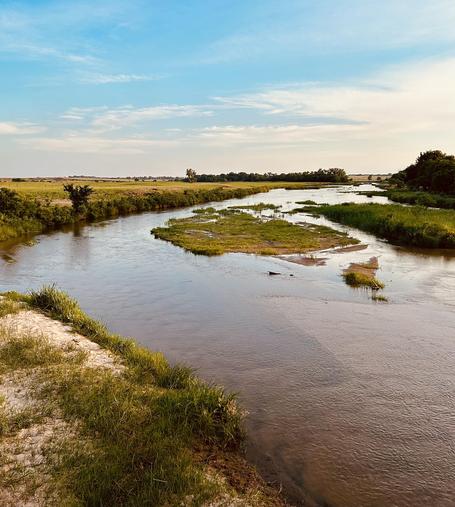 A color photograph of the landscape around the south fork of the Ninnescah River in south-central Kansas on a sunny day. The image is dominated by the slow-moving, brown-toned river as it curves through an open, flat landscape under a partly cloudy, light blue sky. The river occupies the middle and lower sections, with a small, grassy island visible near the center, dividing the main channel. The riverbanks are lined with lush, green grasses and low vegetation in the foreground and along the edges. The perspective is taken from a slightly elevated position near the river's edge, looking downstream towards the horizon. The foreground is characterized by a strip of dry, sandy bank with bright green clumps of grass. Beyond the river, the landscape flattens into the vast open plains with distant trees marking the banks and the horizon.