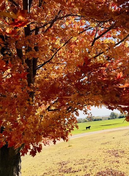 A color photograph in portrait orientation, the focal point is a vibrant, sun-drenched Autumn Blaze maple tree filling the left and top portions of the frame. The leaves display brilliant shades of orange, yellow, and deep red, creating a warm, intense color palette. The perspective of the tree places the viewer partially beneath its canopy, with sunlight filtering through the leaves. The trunk of the tree is visible on the far left. The ground immediately beneath the tree is a pale yellow grass, covered with fallen, dry leaves. The background opens is a gentle slope of grassy land, transitioning into a much greener field where the first grow of a wheat field fills the frame horizontally. Trees and distant unworked fields define the horizon under a pale blue sky. Centered horizontally in the mid-ground, a small black horse is subtly visible. The horse is standing alone in the wheat field just past a dirt road that separates the immediate foreground from the far background field.
