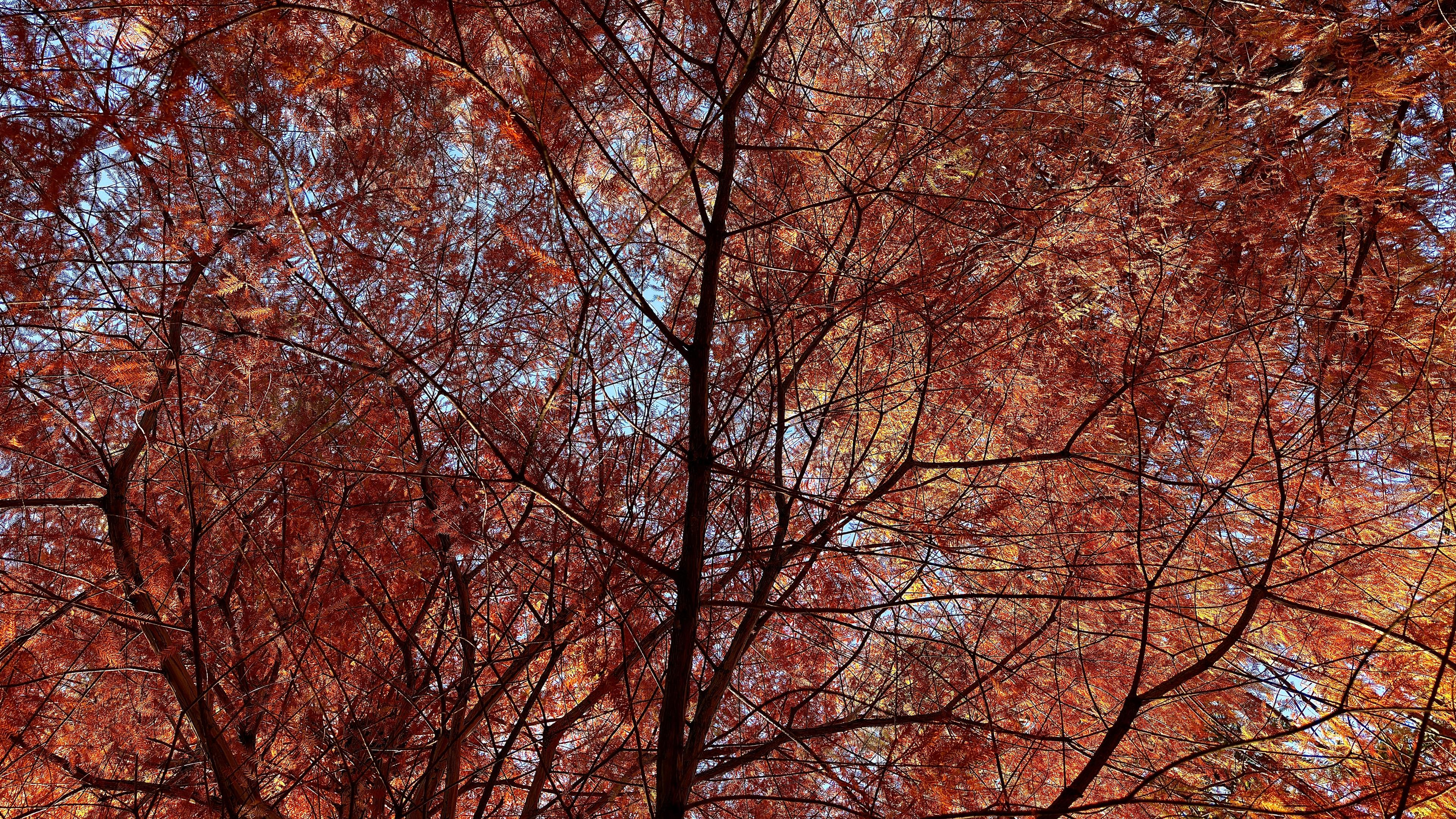 A color photograph in landscape orientation, facing upward into the dense canopy of a deciduous tree during the late autumn on a sunny morning. The fine, needle-like foliage covers the entire frame and is predominantly colored in striking shades of reddish-orange, brown, and yellow. Dark, bare branches and the central trunk structure criss-cross against the background, partially revealing patches of bright blue sky through the leaves.