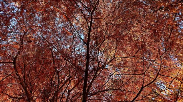 A color photograph in landscape orientation, facing upward into the dense canopy of a deciduous tree during the late autumn on a sunny morning. The fine, needle-like foliage covers the entire frame and is predominantly colored in striking shades of reddish-orange, brown, and yellow. Dark, bare branches and the central trunk structure criss-cross against the background, partially revealing patches of bright blue sky through the leaves.
