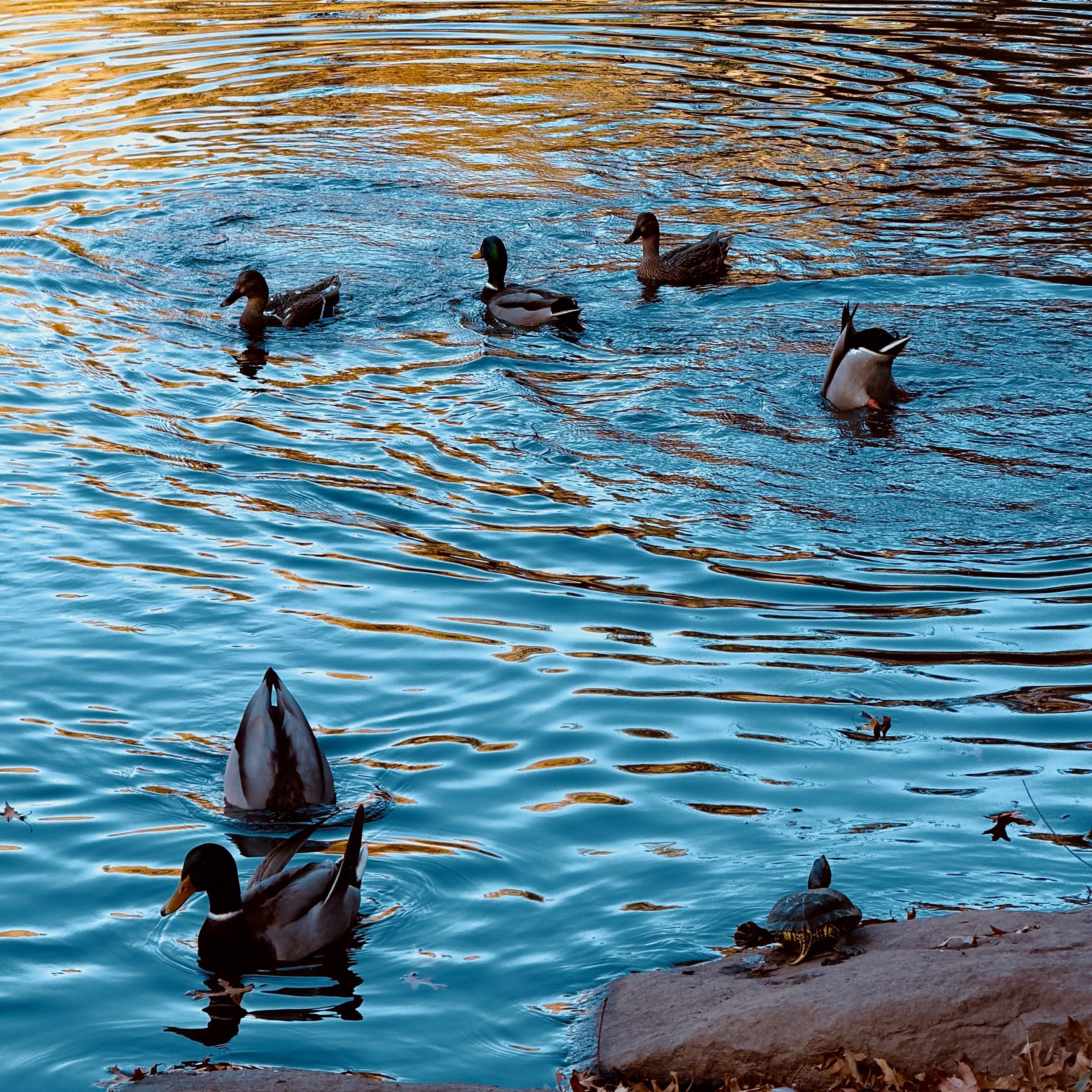 A color photograph in square aspect ratio taken late afternoon at ‘The Pond’ in Central Park, New York City. The scene is featuring several Mallard ducks and a turtle. The water has a striking, highly reflective quality, appearing deep teal-blue in the foreground and transitioning to a shimmering, warm golden-orange hue near the top of the frame, an effect from autumn foliage reflecting on the surface. There are six Mallard ducks visible in the water. Three are swimming normally across the upper middle section of the pond, while two others are busy "bottoms-up" feeding, with only their tail feathers and lower bodies visible sticking straight up out of the water. One additional duck is swimming in the bottom left corner. The scene includes the immediate shoreline in the lower right corner, where a few rocks and brown autumn leaves are visible. Perched on a flat, brown rock ledge at the water's edge is a single small turtle, facing towards the water and away from the camera.