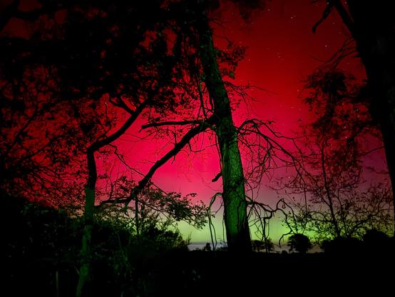 A color, low-angle landscape photograph captures a vibrant aurora borealis display over a dark, silhouetted field in south central Kansas. The sky is dominated by a deep, intense crimson red that extends across the upper half of the frame, with faint stars just visible through the color. Below the dramatic red, a faint but distinct band of pale, hazy green and yellow light hugs the horizon. The foreground is composed of a dense, dark silhouette of late Autumn trees. Bare, twisted branches and two prominent, tall tree trunks rise vertically from the bottom edge, breaking into the vibrant red sky.