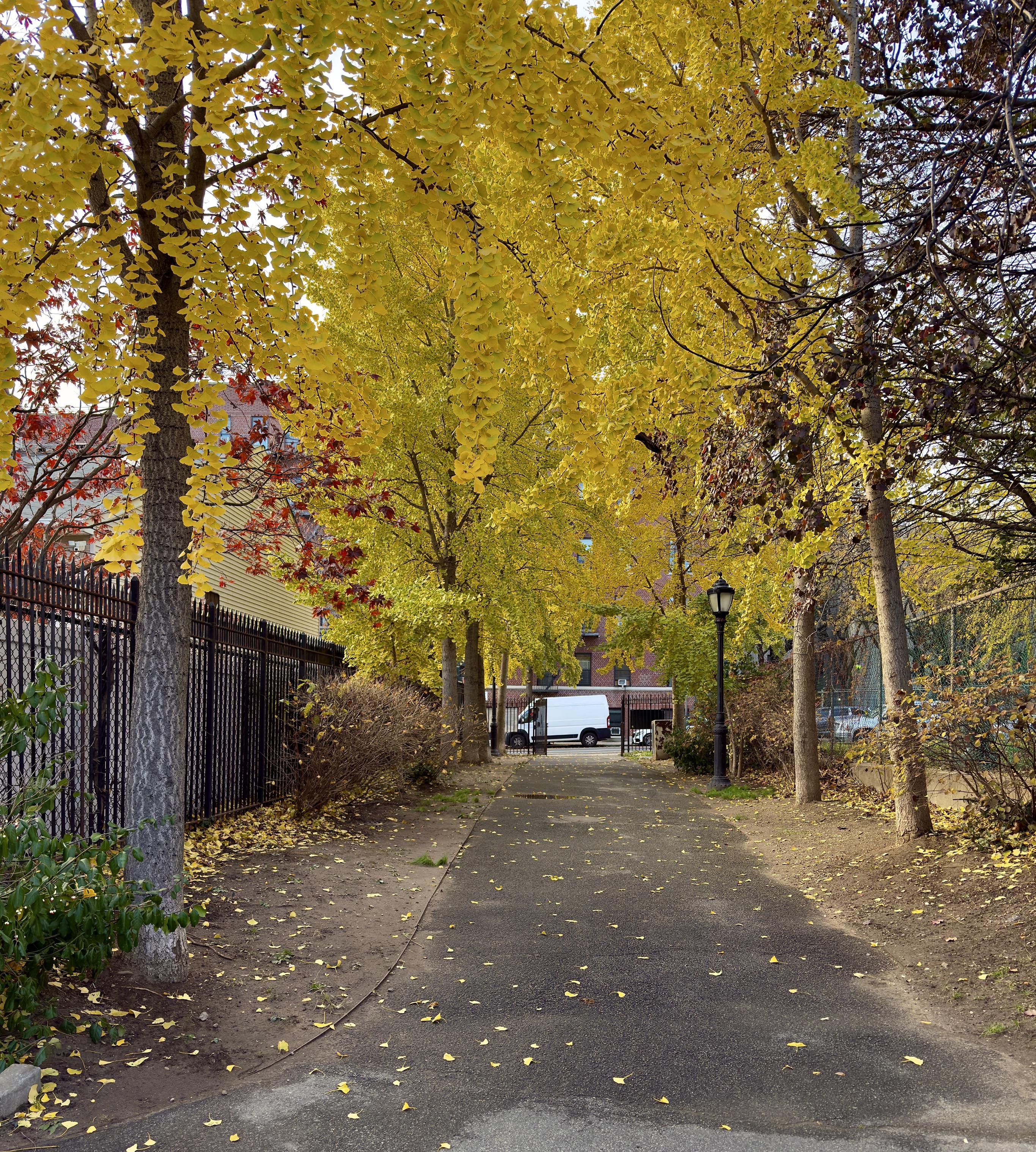 A color photograph in portrait orientation of the serene street scene along a paved pedestrian pathway through a small neighborhood park on an overcast morning. The path is lined with trees displaying vibrant, bright yellow fall foliage. The path recedes into the distance where it meets a city street. The area is framed by the yellow canopy overhead, with a scattering of fallen yellow leaves on the ground. A tall, black wrought-iron fence runs along the left side of the path, separating it from a slightly raised area featuring some shrubs and the backs of brick buildings with reddish tones. A few trees on the far right show darker, brownish-red leaves, contrasting with the dominant yellow. In the middle distance, the path opens up to a view of a small white delivery van parked across the street at the end of the walkway, partially obscured by the trees and a lamp post.