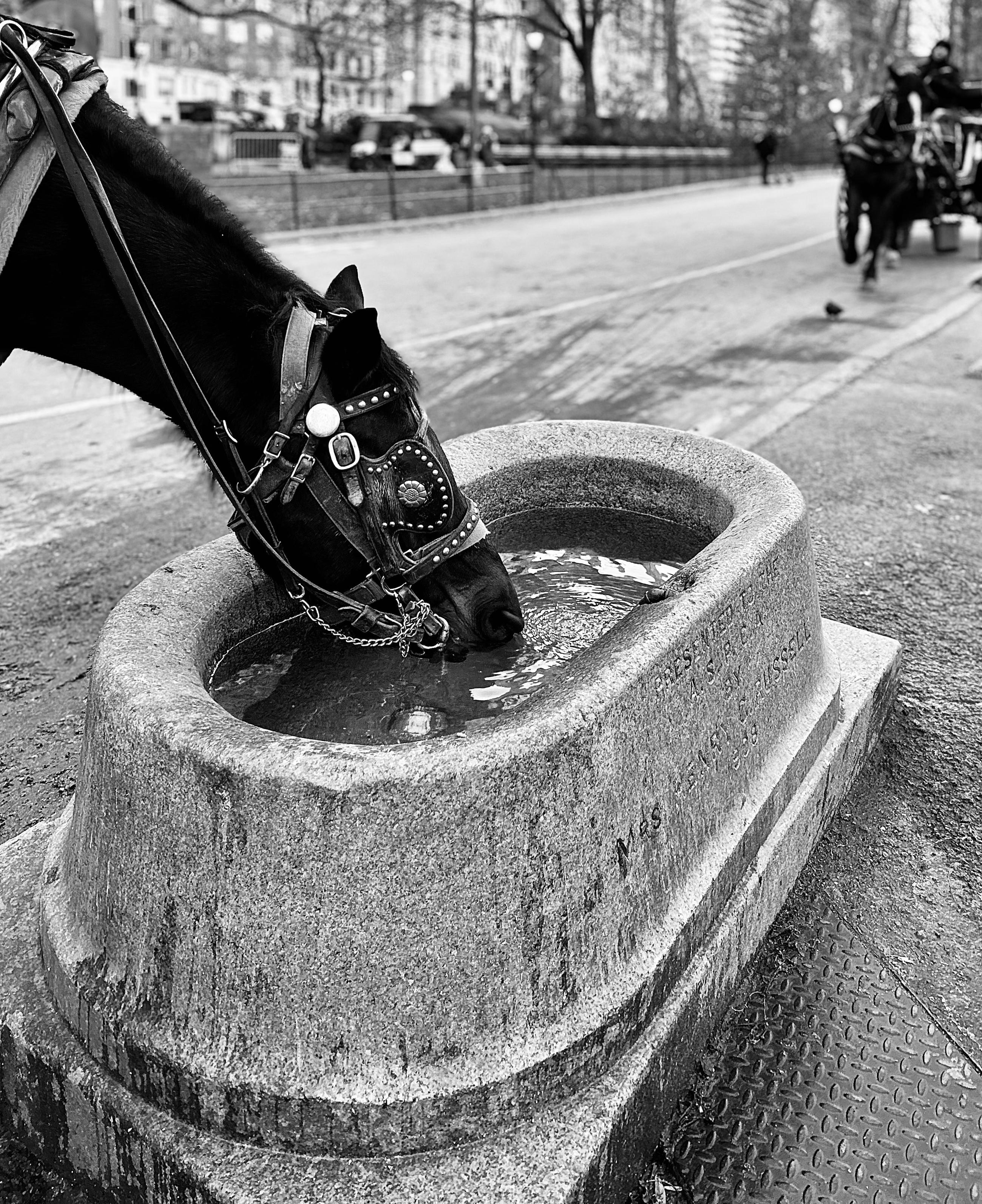 A noir photograph in portrait orientation captures a carriage horse drinking from a stone trough in Central Park along 59th Street. The horse's head, neck, and part of its harness are visible on the left side of the frame as it dips its muzzle into the water, creating subtle ripples. The horse is black, and its leather bridle features decorative metal studs and chains. The large, weathered stone trough is oval-shaped and rests on a metal grating surface. The background is softly focused, showing the urban park setting. Behind the horse and trough is a paved path with faint traces of traffic in the distance. Further back, bare trees and park landscaping are visible, and blurred high-rise buildings define the horizon. To the far right, partially visible in the upper background, is another carriage and horse making its way towards the camera.