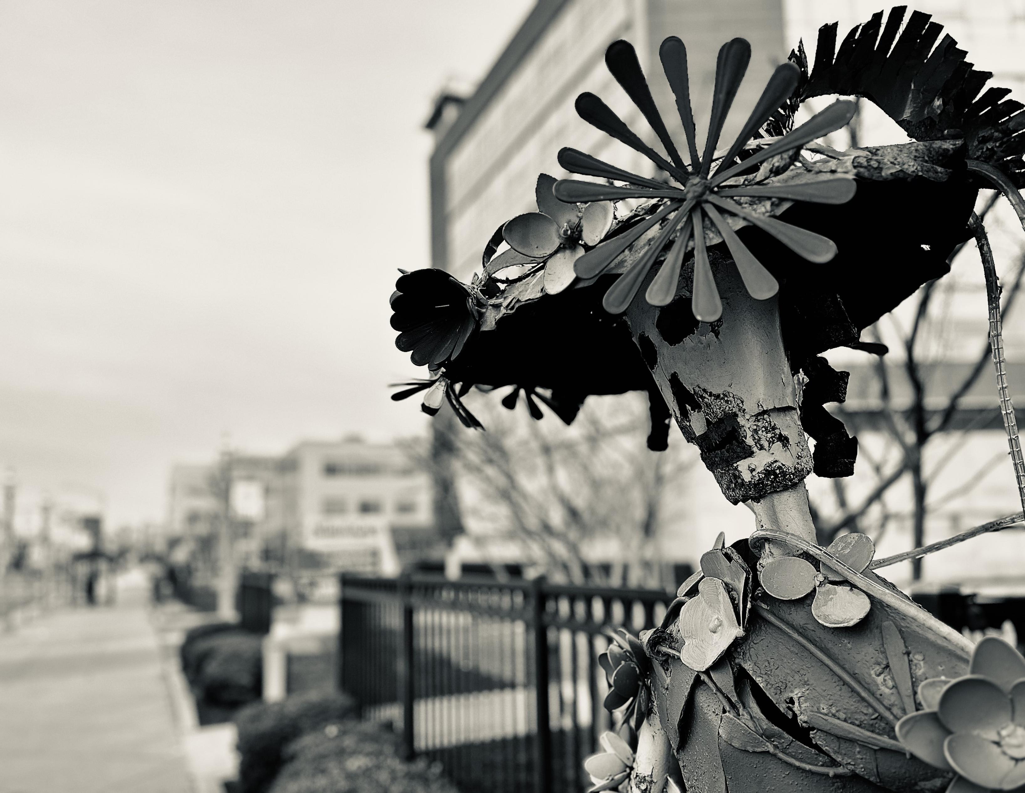 A silvertone, wide-angle photograph of the street scene in The Walk, Atlantic City. The focal point of the image is an outdoor metal art sculpture prominently featured in the foreground on the right, situated on a sidewalk outside of a shuttered Mexican cantina. The sculpture is a whimsical, stylized metal scarecrow-esque figure with a large, elaborate hat. This top piece resembles a sunflower and pinwheel made of numerous thin metal petals radiating outwards. Smaller, individual metal flower shapes are attached around the base of this canopy and scattered further down the main body of the sculpture, which has a rustic, textured, and weathered finish. In the background, the scene is out of focusl, showing a paved sidewalk stretching into the distance on the left, flanked by a low black metal fence and trimmed hedges. A blurry street view with indistinct multi-story buildings of the downtown area. The sky is overcast.