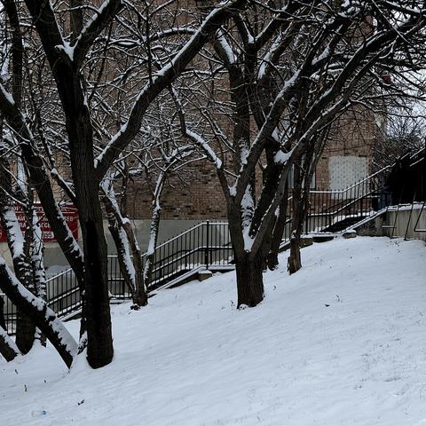 A color, medium-angle photograph in square aspect ratio that captures a cluster of snow-covered, dark-barked trees on a snowy hillside in Harlem. The trees, with their intricate network of bare branches, dominate the foreground and midground, their surfaces dusted with a thick layer of fresh, white snow. The snow also blankets the sloping ground, revealing small patches of grass poking through. In the lower-left corner, a discarded, empty plastic water bottle lies partially submerged in the snow. Behind the trees, a black wrought-iron fence runs along the perimeter of a brick building. A set of stone stairs leads up to a landing, their surfaces also covered in snow. The building's brickwork, in shades of brown and tan, provides a textured backdrop to the scene. A red sign with white lettering is partially visible on the left side of the image. The overall atmosphere is one of quiet stillness.
