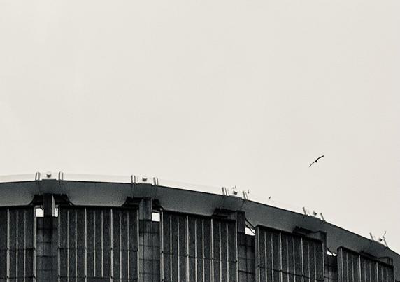A noir, medium-angle photograph that captures the upper architectural details of Madison Square Garden against a vast, overcast sky. The curved roofline of the arena sweeps across the lower third of the frame, showcasing its distinct brutalist design. The exterior wall is composed of repetitive, vertical concrete and metal panels that create a heavy, textured rhythm. Above these panels, a thick, light-colored ring beam follows the building's circular contour, punctuated by dark, structural brackets and bolts that secure the upper sections of the facade. The upper two-thirds of the image are dominated by a desolate, pale sky with a grainy, film-like texture. The high-contrast editing emphasizes the starkness between the dark building materials and the bright background. To the right of the center, a single bird is captured in mid-flight, its wings spread wide as it glides through the empty space above the stadium. The bird provides a sense of scale and movement against the massive, static geometry of the building.